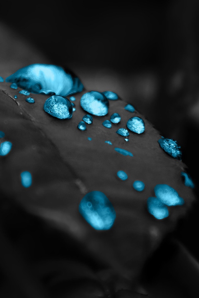 Голубые капли на черном листе