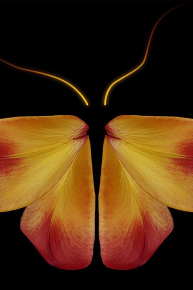 Бабочка из цветочных лепестков