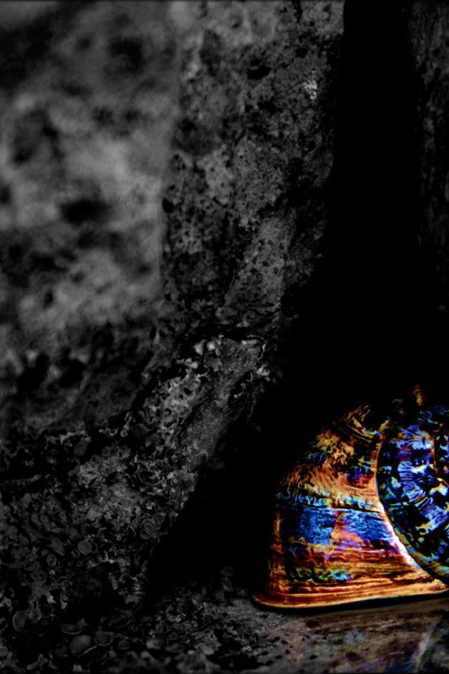 Разноцветная ракушка