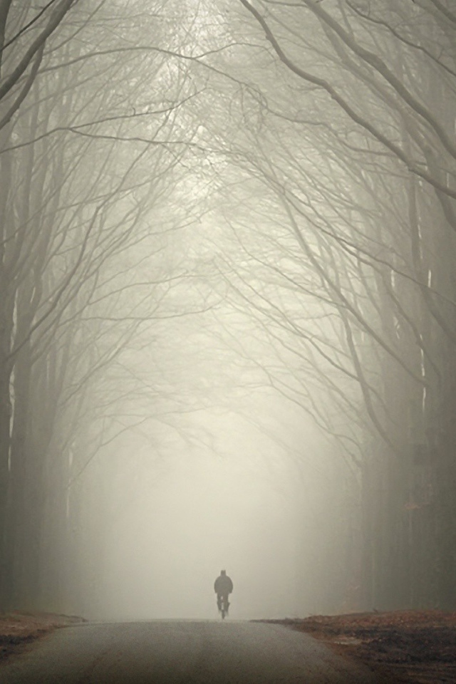 Велосипедист в туманном лесу