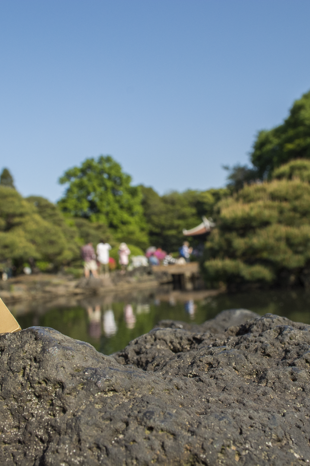 Данбору кун прячется за камнем