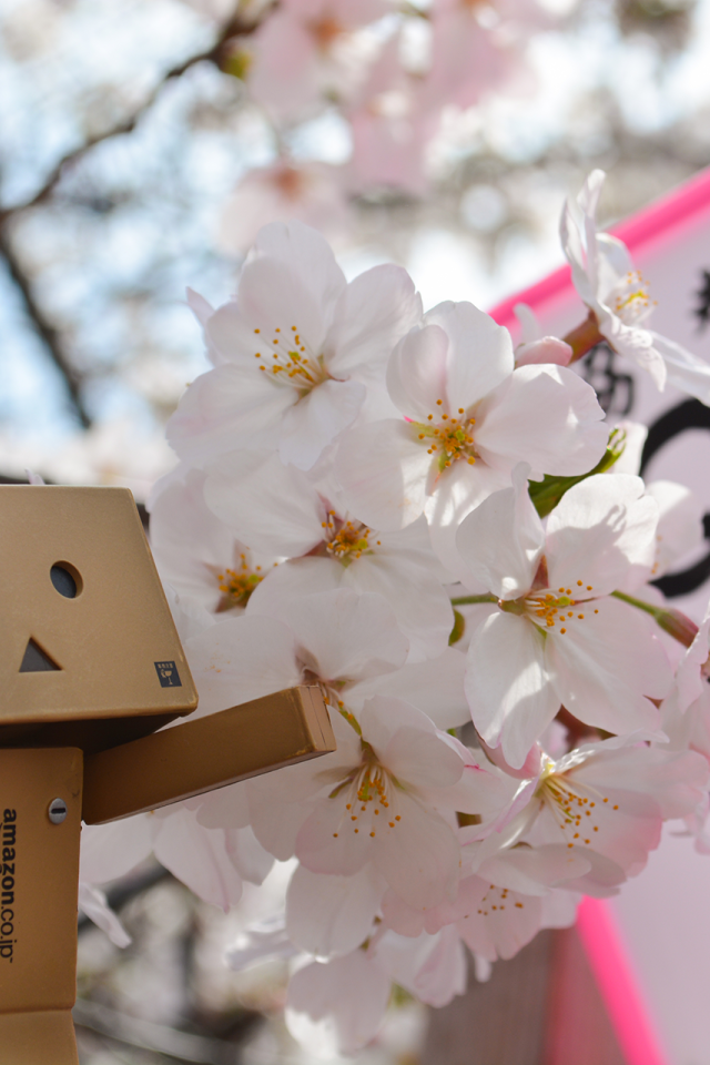 Дандо и цветущая вишня