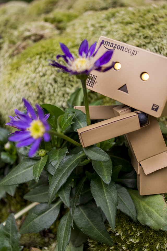 Дандо обнимает цветок