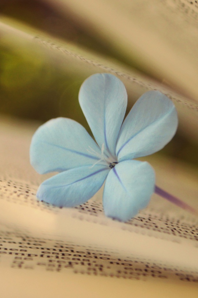 Нежный цветок среди страниц книги