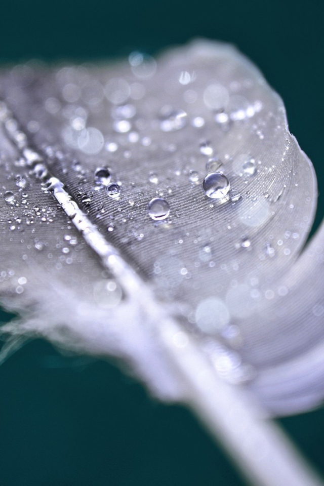 Капли воды на пере