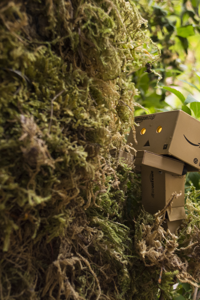 Дандо в японском саду