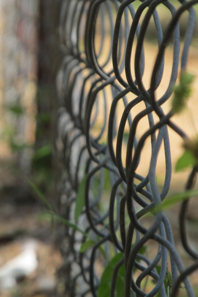 Зелень вьется по решетке