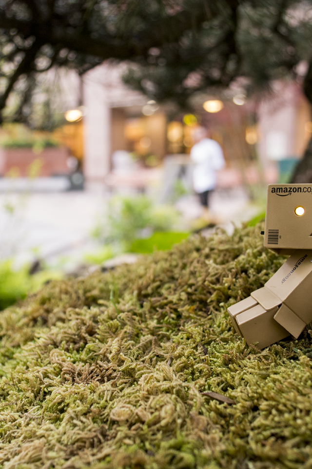 Японский Дандо на мху