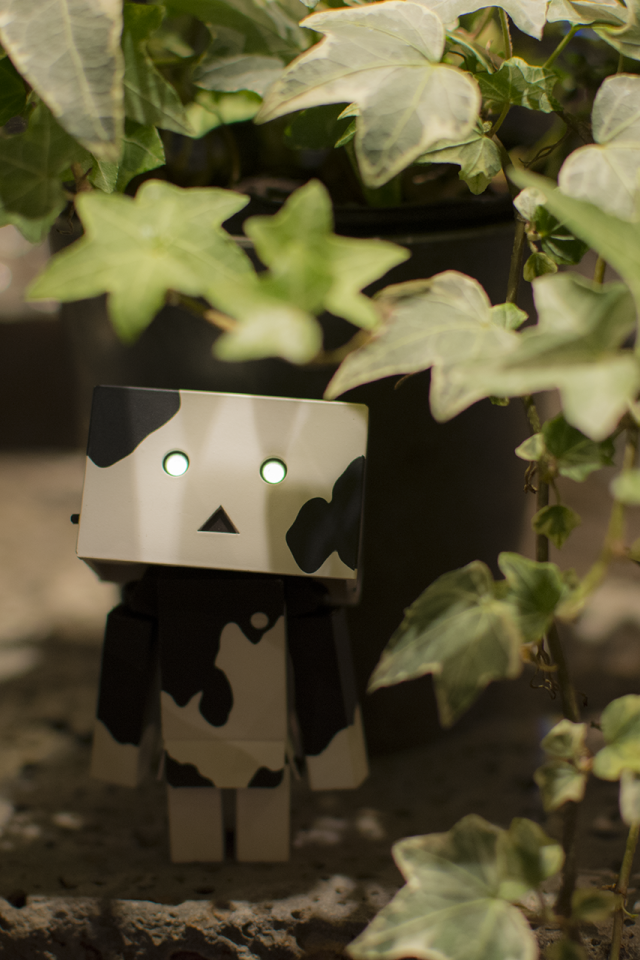 Японский Дандо под листьями