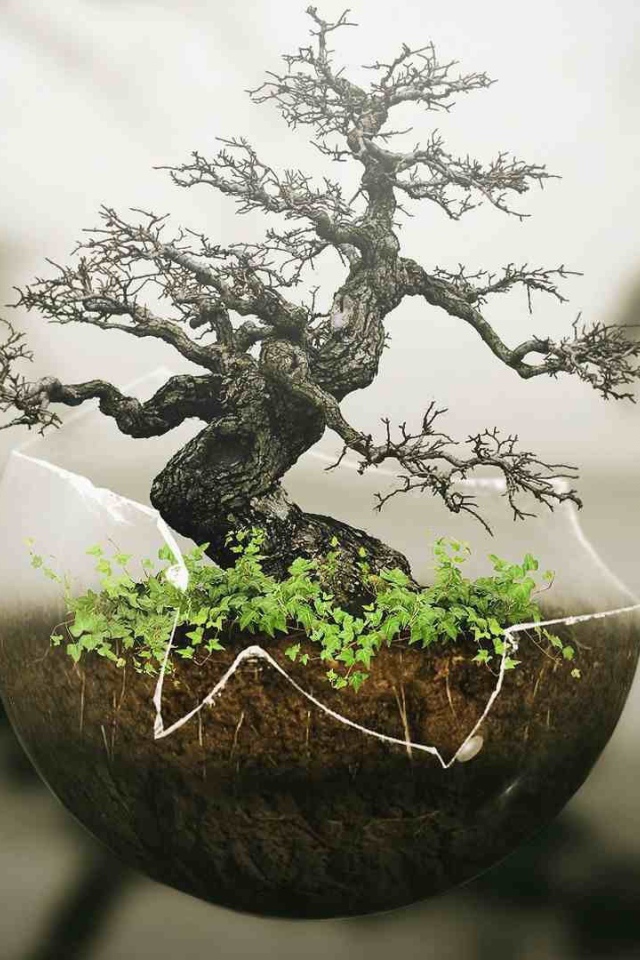 Японский бонсай в прозрачной скорлупе