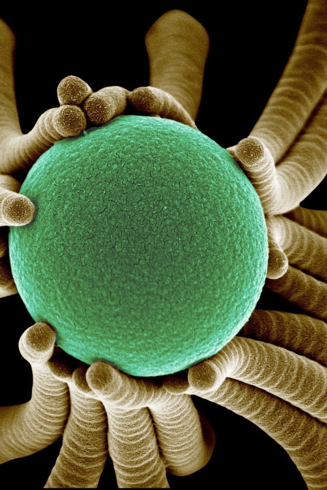 Жизнь маленьких бактерий