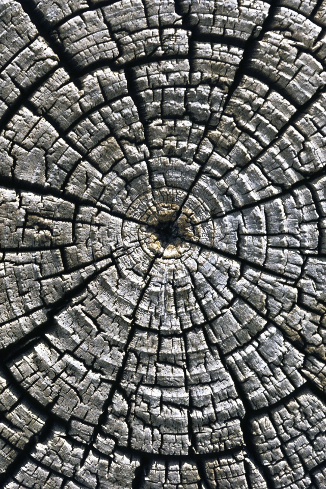 Старый спил дерева