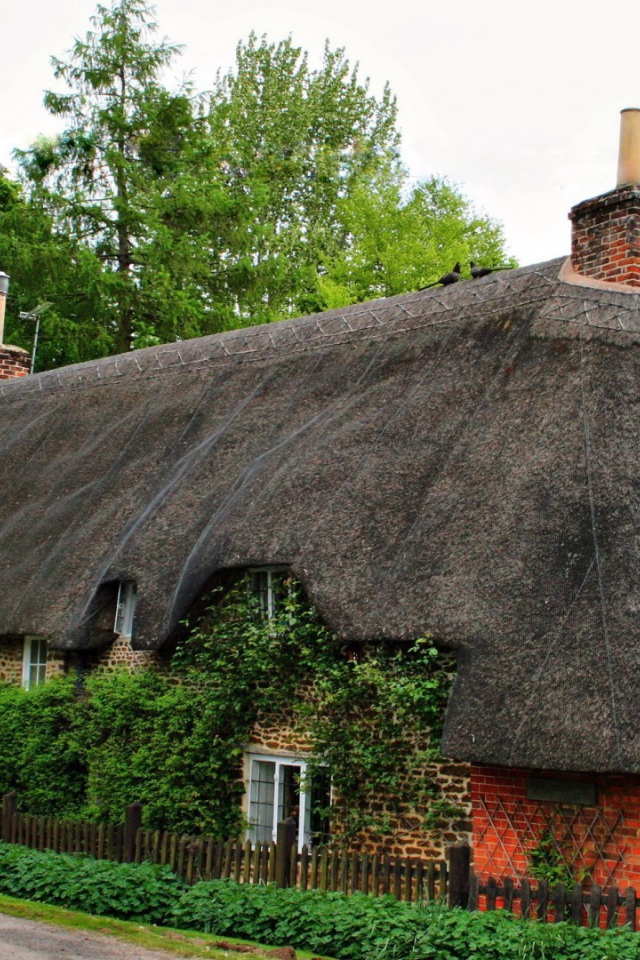 Старый дом, увитый плющом