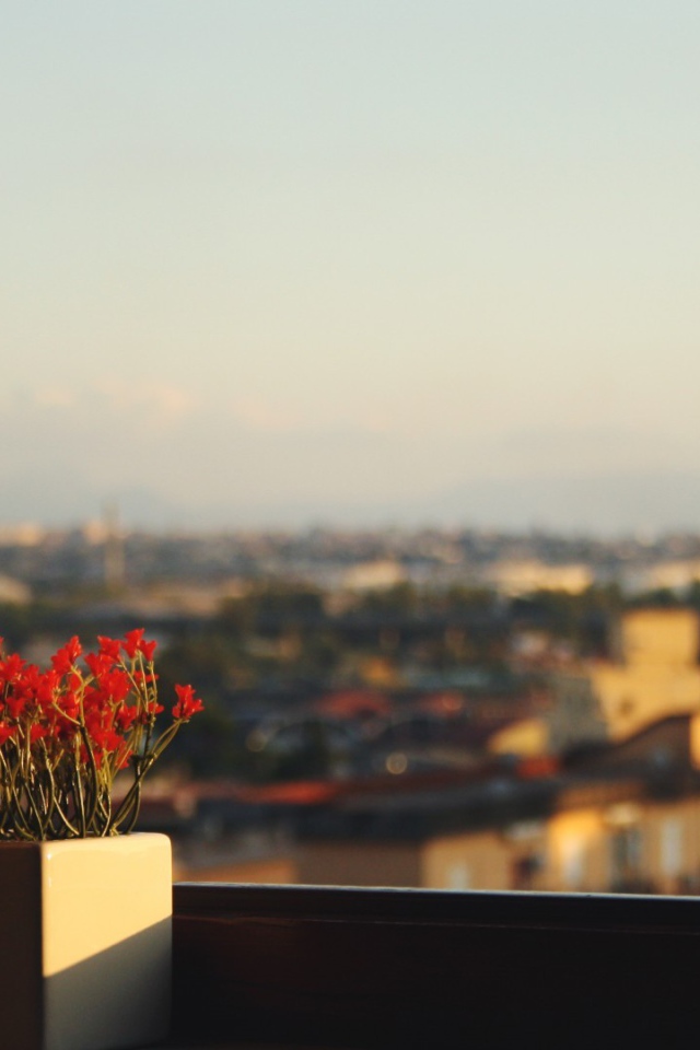 Горшок с красными цветами на подоконнике