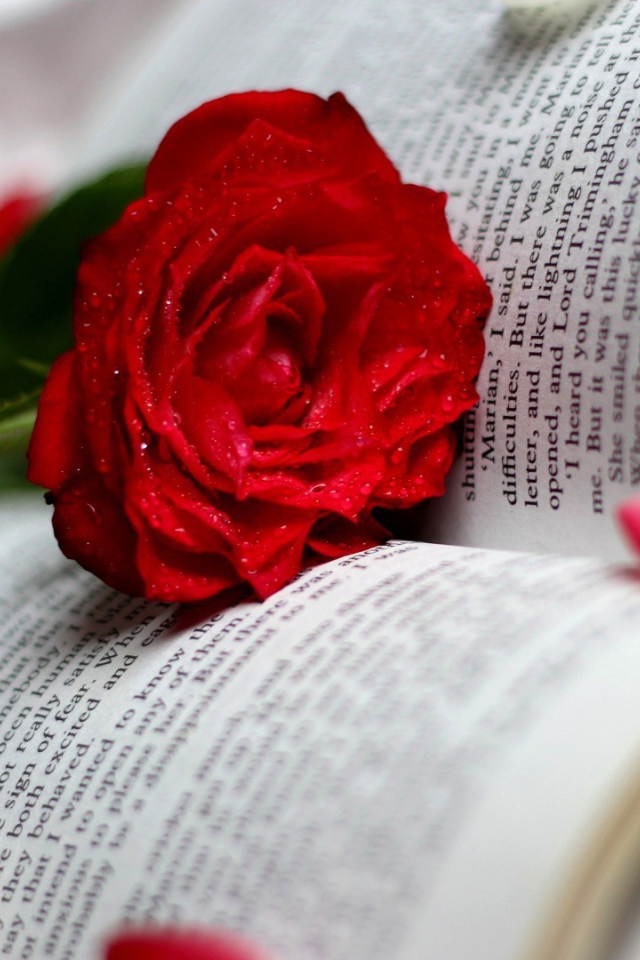Красная роза среди страниц