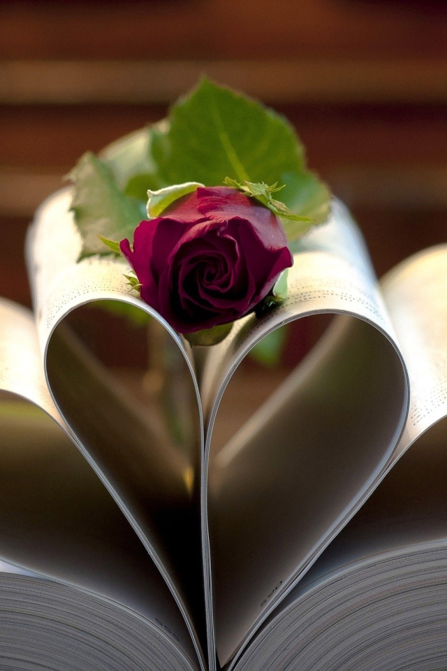 Роза на свернутых листах книги