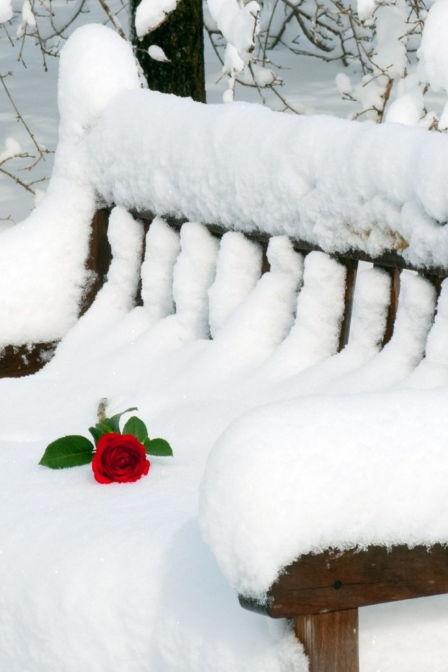 Роза на заснеженной скамье