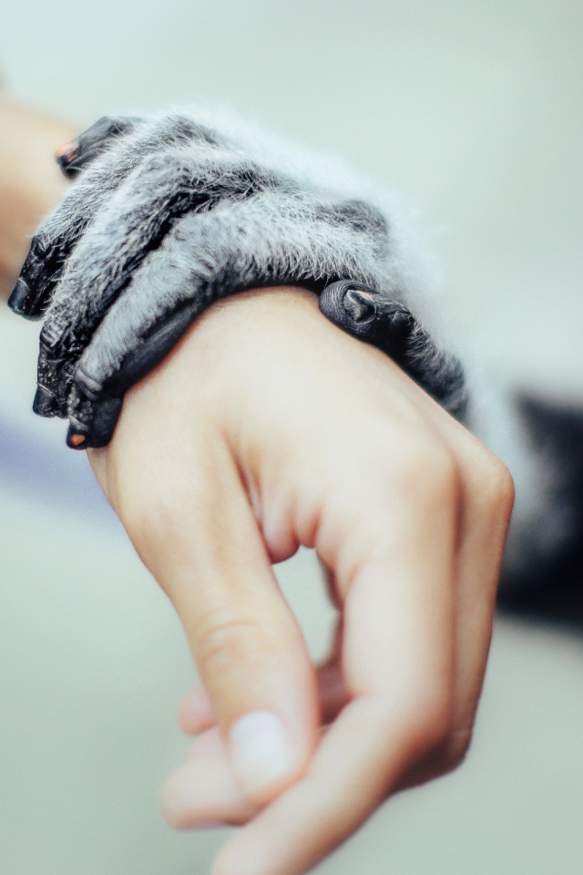 Рука животного на руке человека