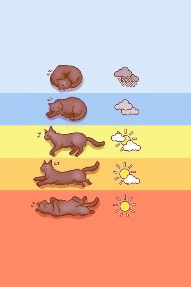 Прогноз погоды по коту