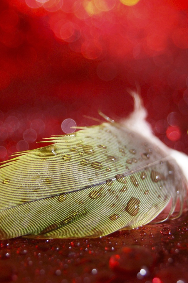Мокрое перо на красной поверхности
