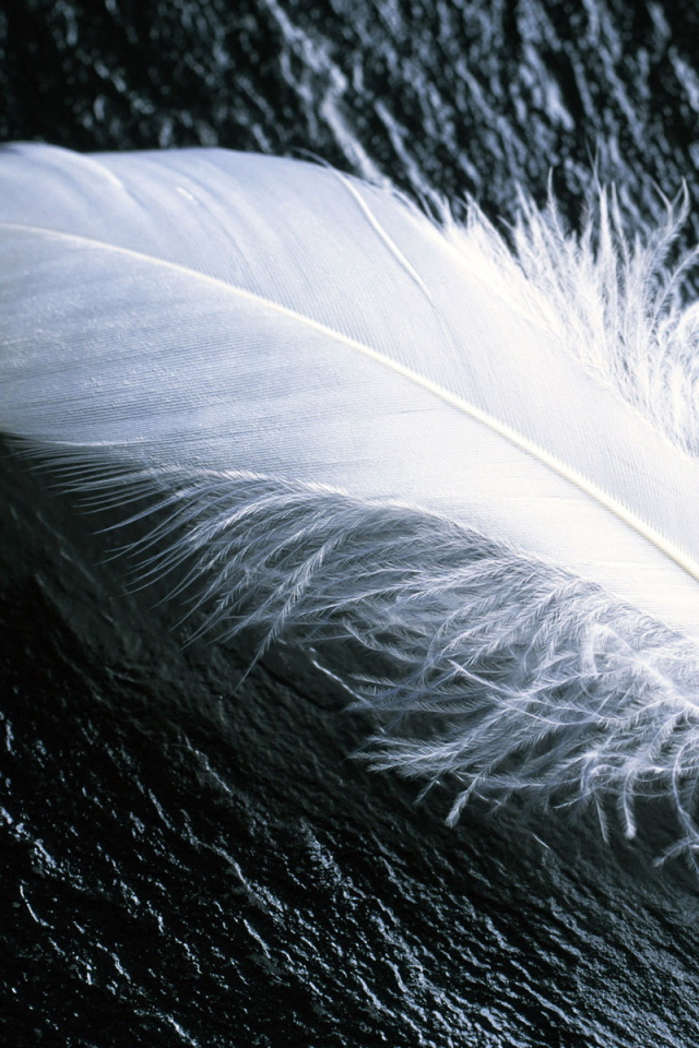 Белое перо на черном камне