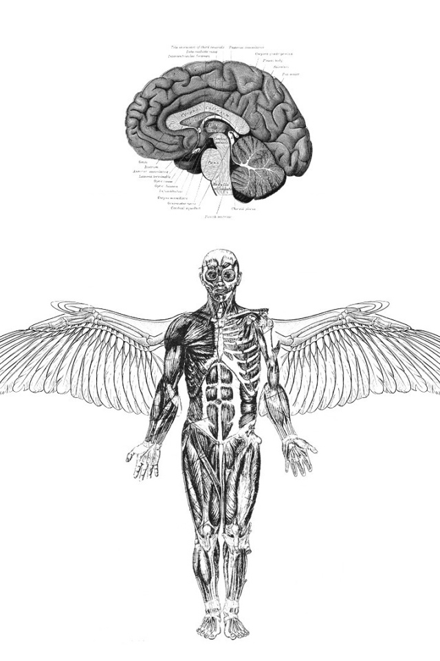 Анатомия летающего человека