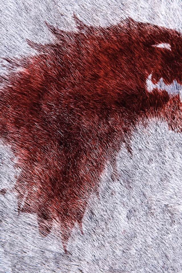 Изображение красного волка