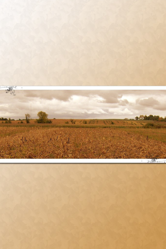 Паук на картине