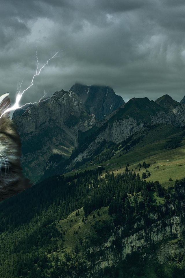 Кот в короне среди гор