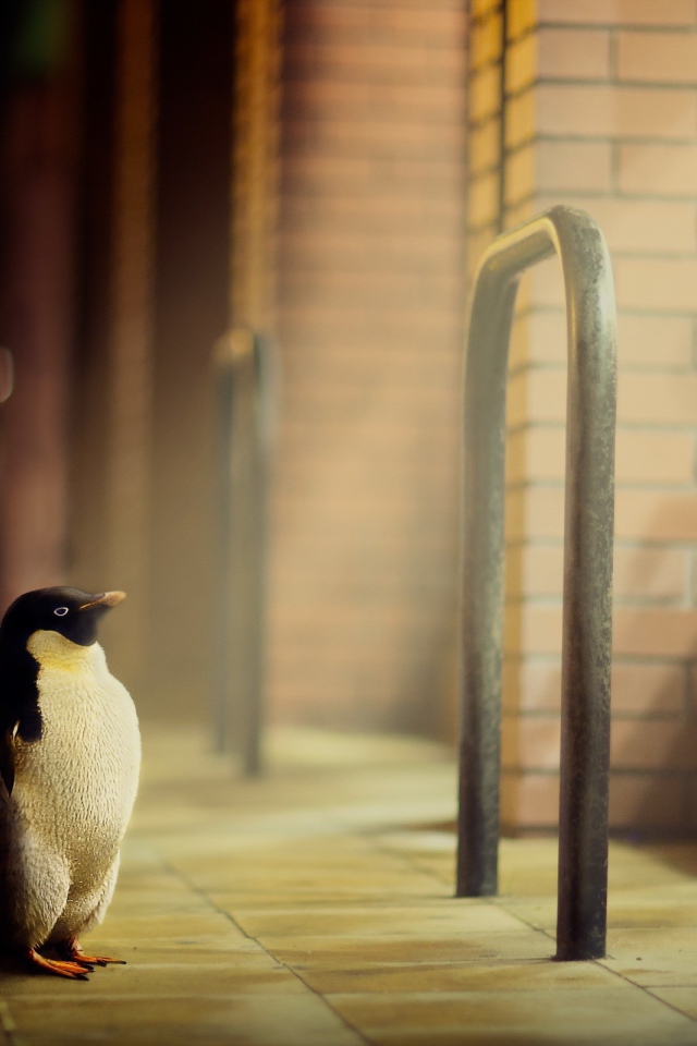 Пингвин стоит у окна