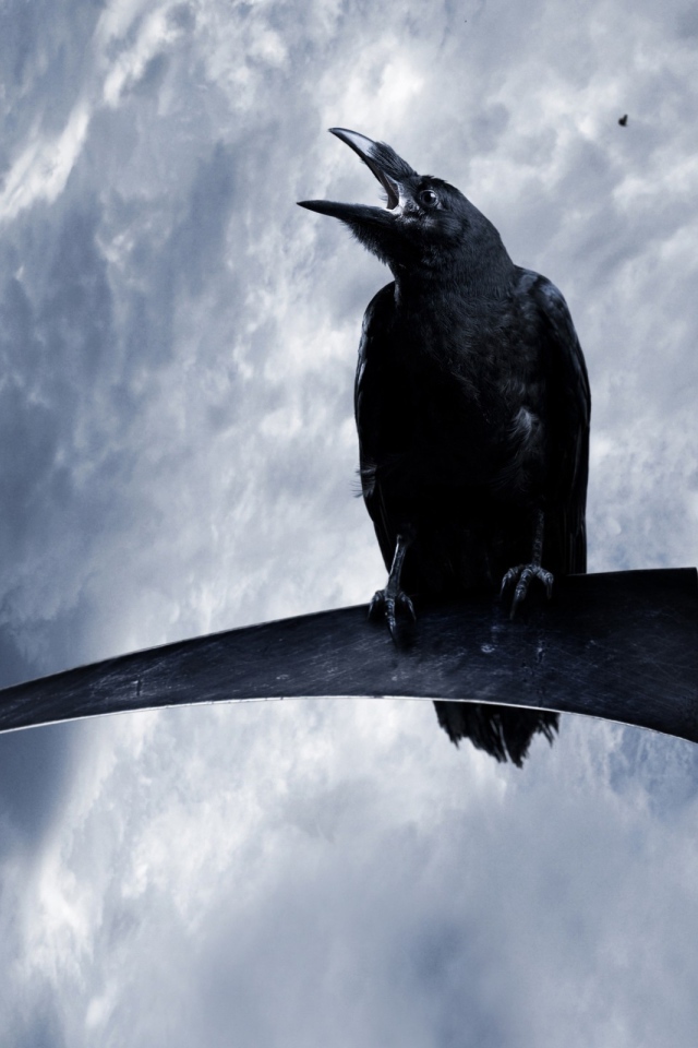 Ворон на косе