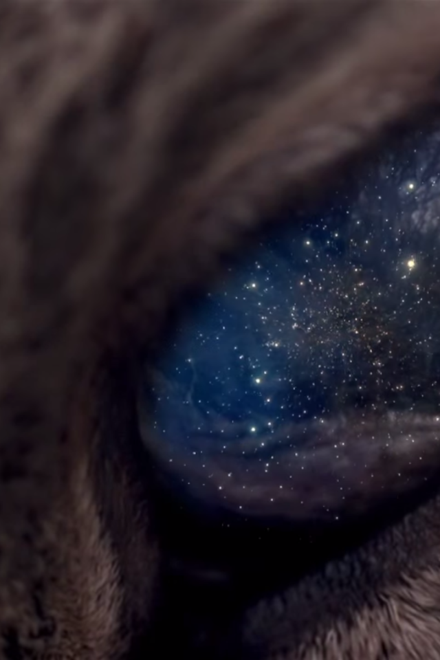 Вселенная в глазу животного