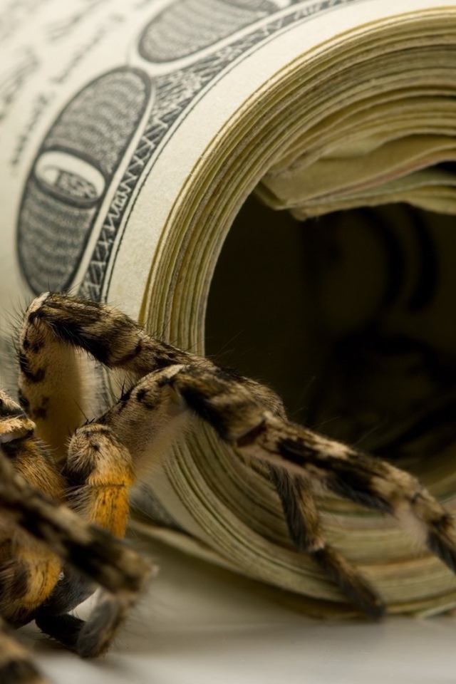 Паук и пачки долларов