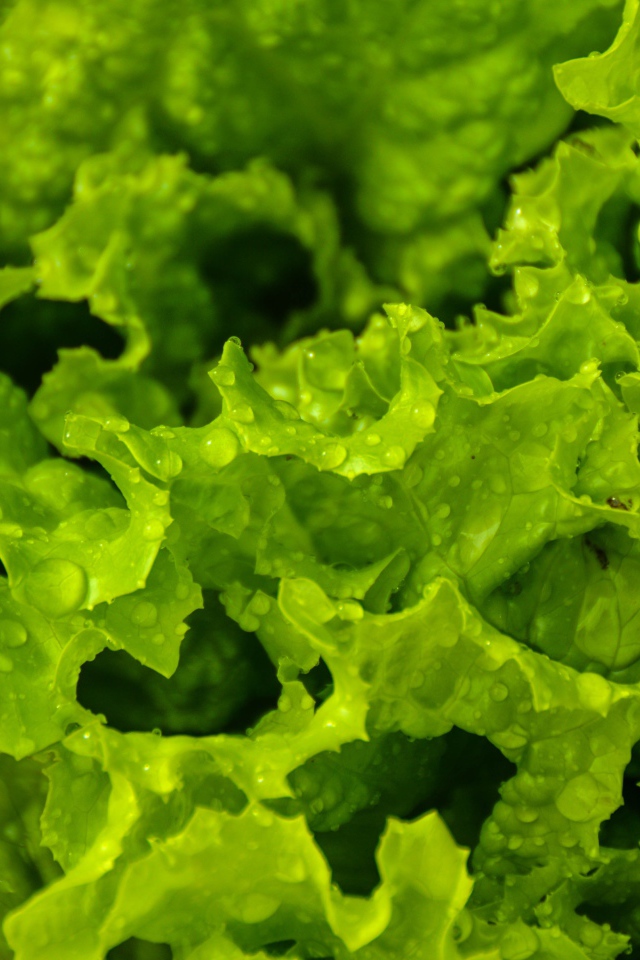 Leaves of green lettuce