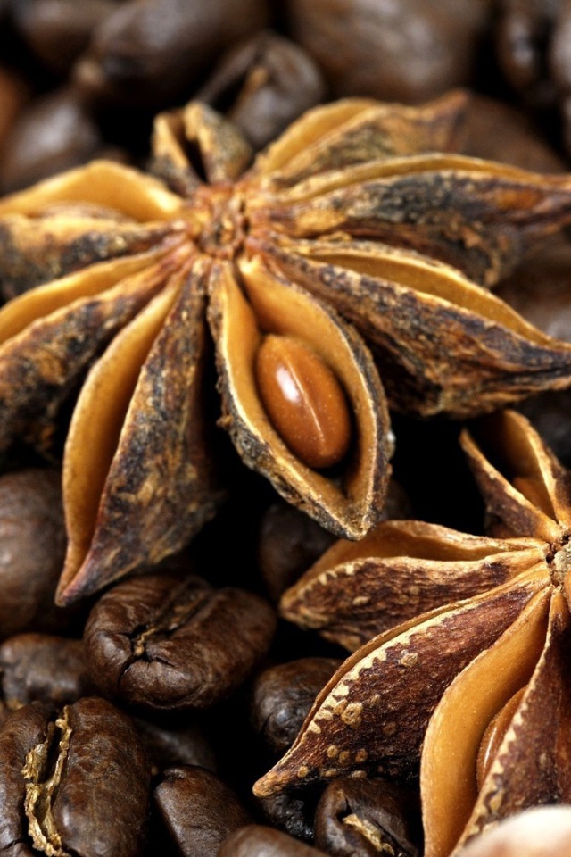 Плоды бадьянового дерева