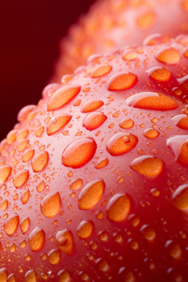 Влажный красный помидор