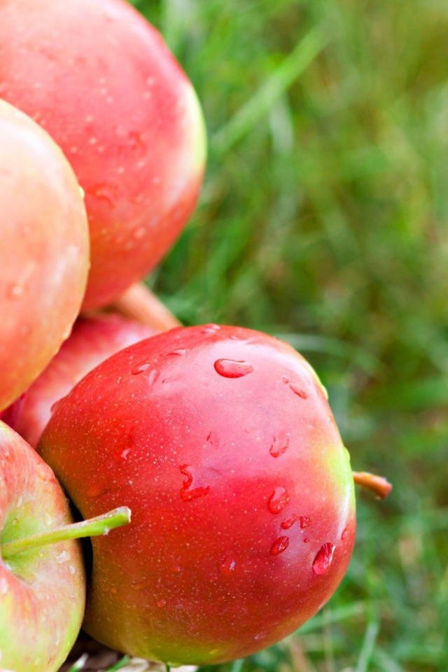 Яблоки лежат на траве