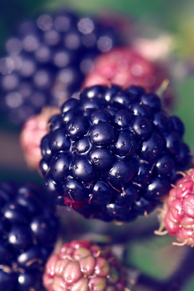 Ягоды ежевика