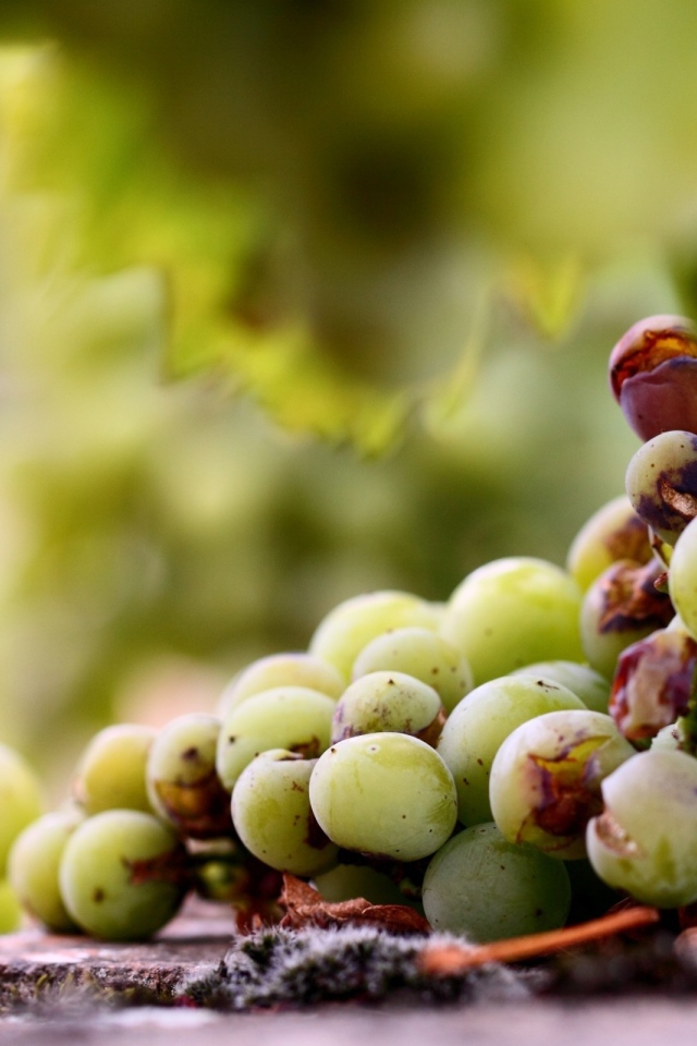 Кисть подпорченного винограда