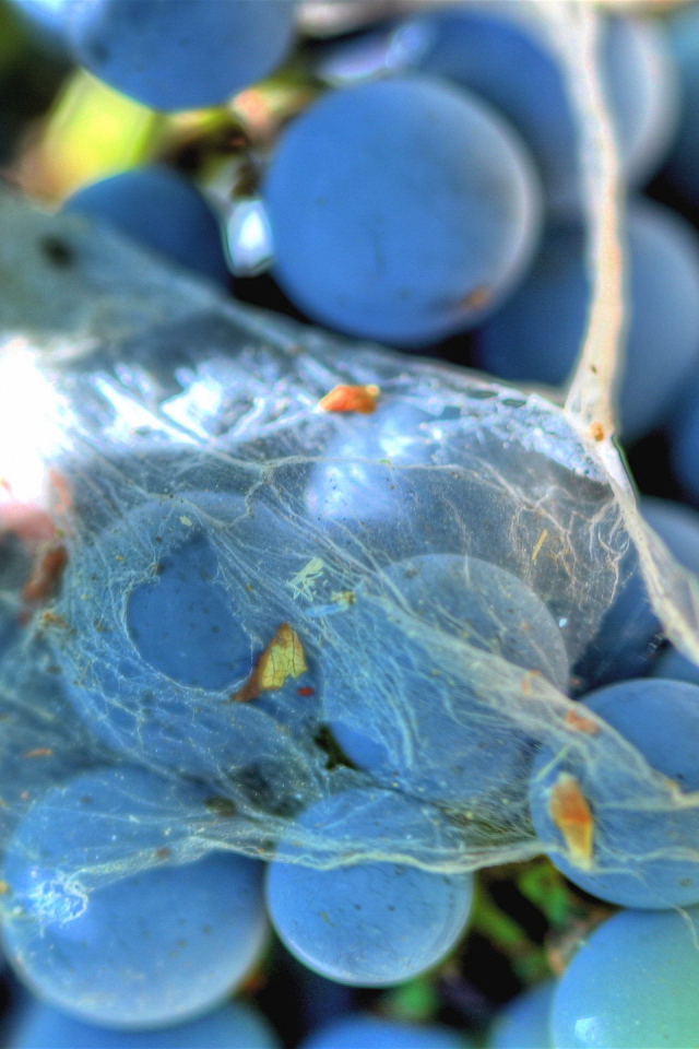 Паутинка на винограде