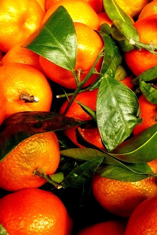 Зрелые плоды и веточки с апельсинового дерева