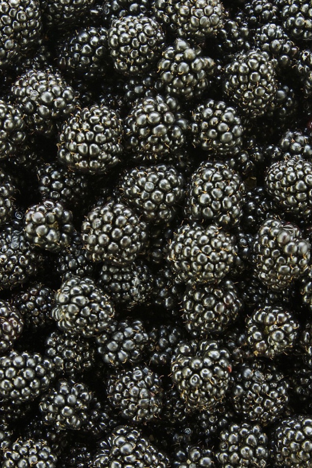 Спелые ягоды ежевики