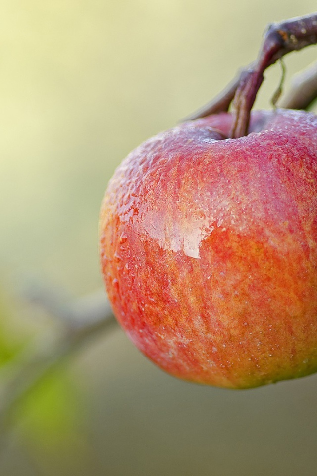 Спелое красное яблоко на ветке