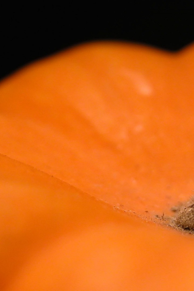 Хвостик оранжевой тыквы