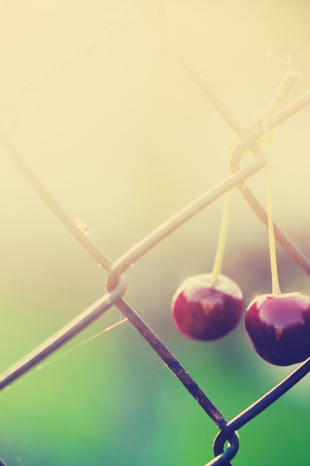 Две вишни висят на сетке