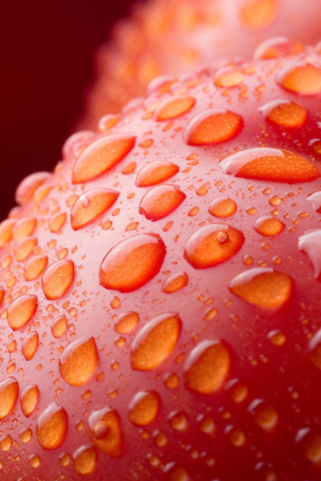 Мокрое красное яблоко