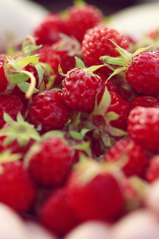 Лесная земляника в ладонях