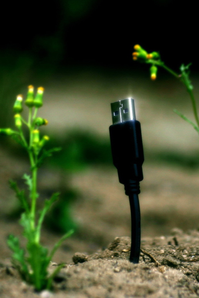 Весной прорастают штеккеры