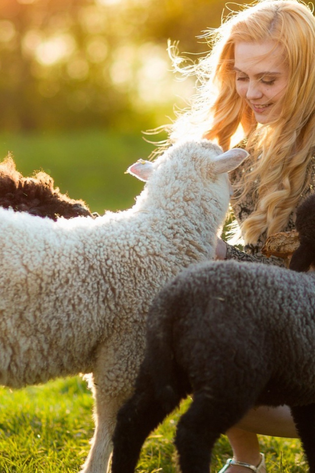 Девушка играет с овечками
