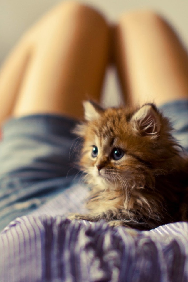 Лохматый котенок на животе у девушки